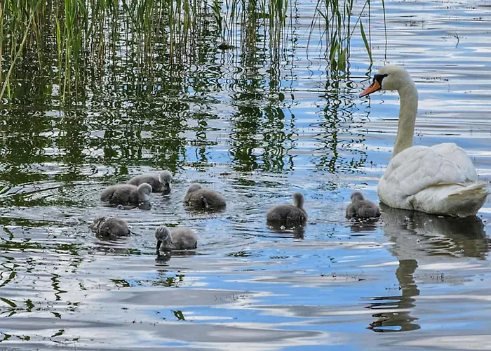 Kottage By Interhome * Littoinen